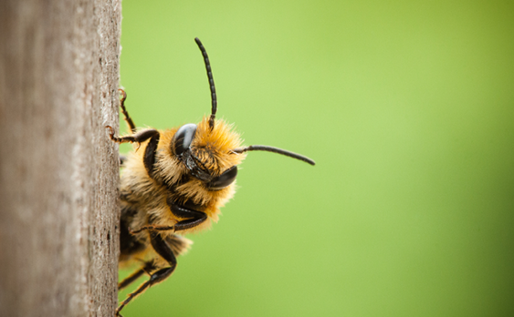 Image of bee