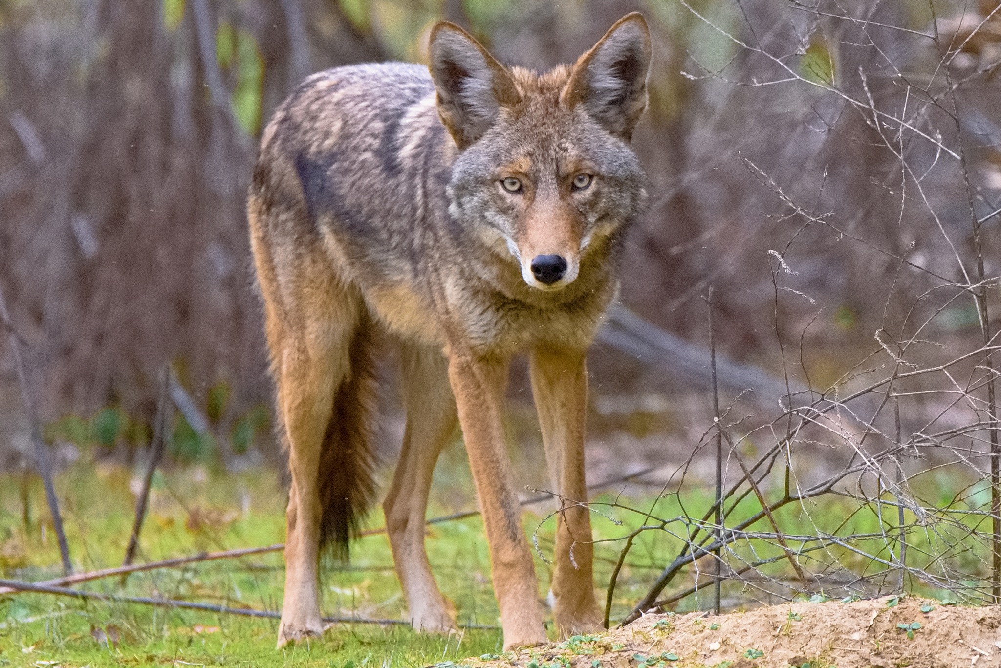 A light brown Coyote