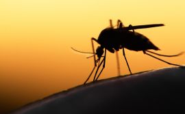 Mosquito with sunset in background